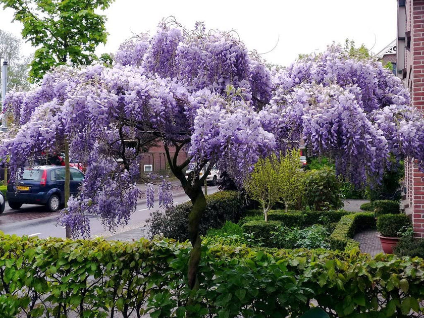 Wisteria Floribunda ´ Royal Purple´´ 3 cuttings for easy rooting and  growing