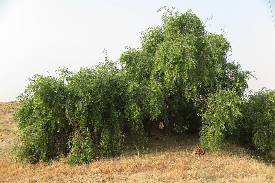 Toothbrush Tree Salvadora persica Exotic Evergreen Tree 5 Seeds