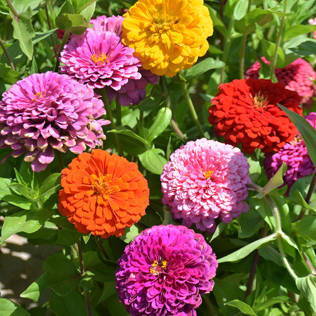 Semi di fiore Zinnia gigante Cactus Dahlia su — Brycus