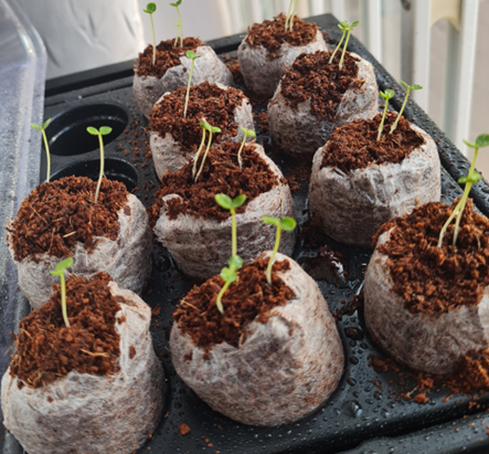 Germinating from a Newbie’s perspective! | Seeds For Africa