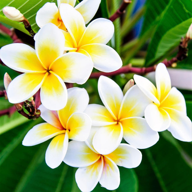 Plumeria Seeds | Seeds For Africa