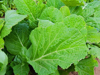 Florida Broadleaf Mustard Greens - Heirloom Vegetable - Brassica juncea - 100 Seeds