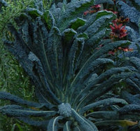 Black Tuscan Palm Kale / Lacinato Kale - ORGANIC - Heirloom Vegetable - 10 Seeds