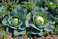 Brunswick Cabbage - Bulk Vegetable Seeds - 200 grams