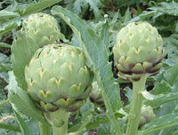 Green Globe Artichoke - ORGANIC - Heirloom Vegetable - 5 Seeds