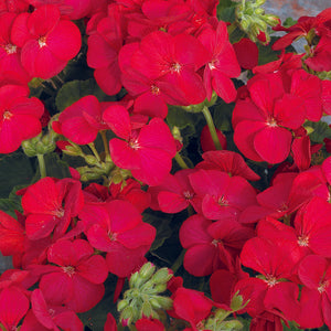 Geranium Multibloom Red - 5 seeds