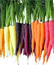 Rainbow Carrot Mix - Daucus carrota - Organic Heirloom Vegetable - 100 seeds