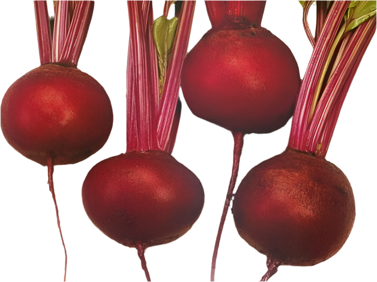 Globe Dark Red Beetroot - Beta Vulgaris - Vegetable - 100 Seeds