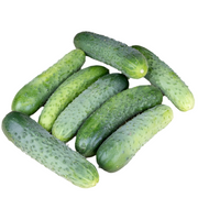 Cucumber Gherkin Tursu F1 - Cucumis sativus - 5 Seeds