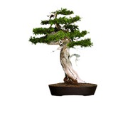 Cedar of Goa - Mexican White Cedar - Cupressus lusitanica - Exotic Tree / Bonsai - 5 Seeds