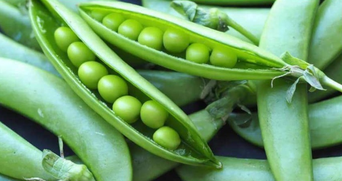 Ambassador Shelling Green Peas - Pisum Sativum - Vegetable - 25 Seeds