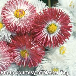 Bellis Habanera Own Mix - 10 seeds