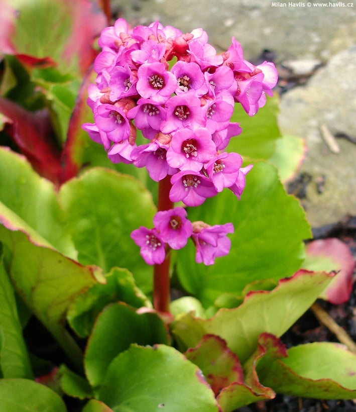 Bergenia Shoeshine Darkleaved Rose - 10 seeds