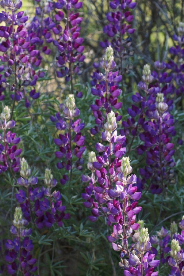 Lupin - Bitter Lupin SSL10 - Green Manure / Cover crop