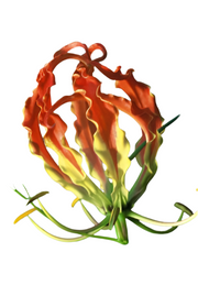 Gloriosa superba orange - Indigenous South African Bulb - 10 Seeds