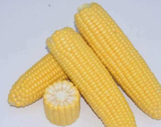 Caramelo F1 Sweetcorn - Heirloom Vegetable - 10 Seeds