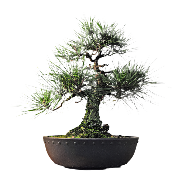 Japanese Black Pine - Pinus thunbergii - Exotic Japanese Bonsai Tree - Seeds