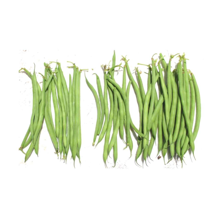 Douglas Bush Beans - Phaseolus Vulgaris - 10 Seeds