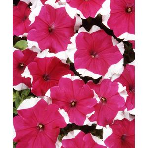 Petunia Dreams Rose Picotee - 10 seeds