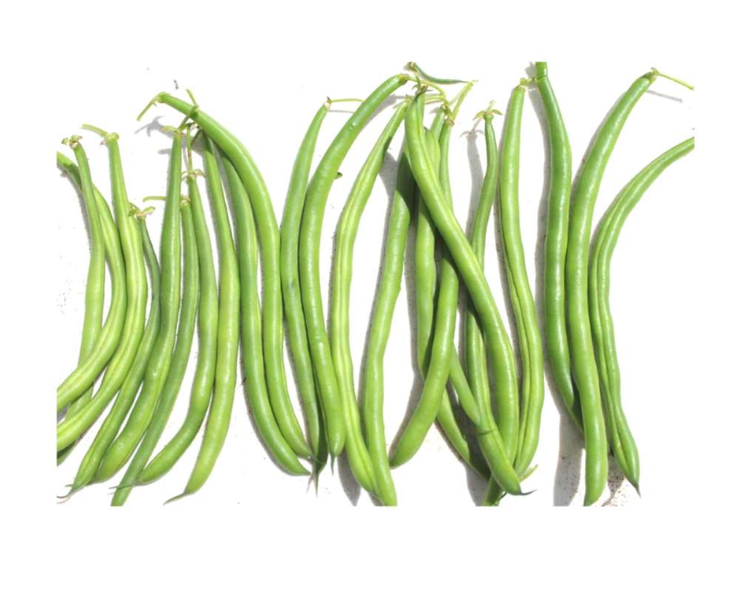 Enclave Bush Beans - Phaseolus Vulgaris - 10 Seeds