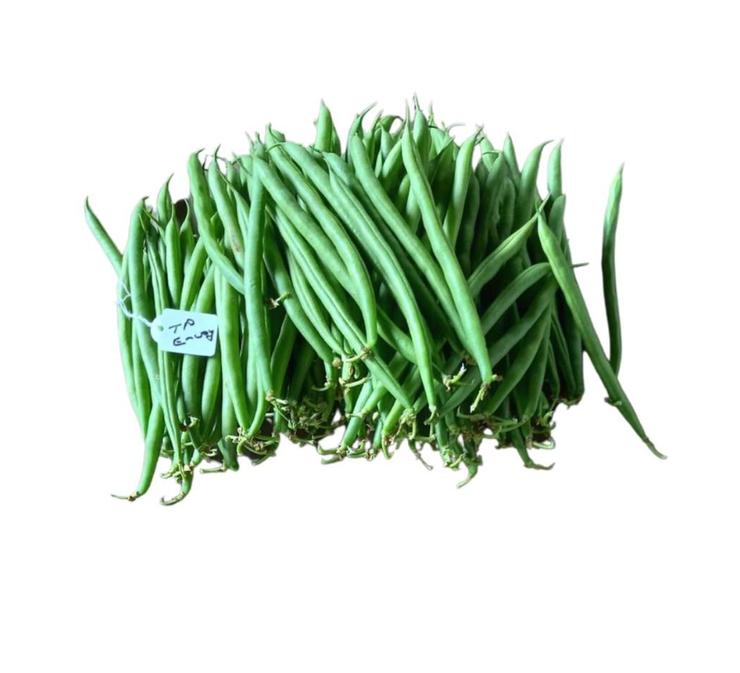 Envoy Bush Beans - Phaseolus Vulgaris - 10 Seeds