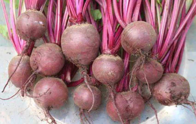 Globe Dark Red Beetroot - Bulk Vegetable Seeds - 200 grams