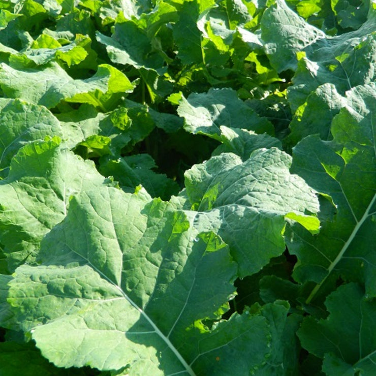 Hobson Rape - Brassica Napus - Vegetable - 400 Seeds