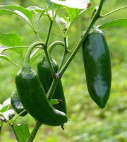 Giant Jalapeno Chilli Pepper Bravo BLS F1  - Capsicum Annuum - 5 Seeds - The Patio Vegetable Collection