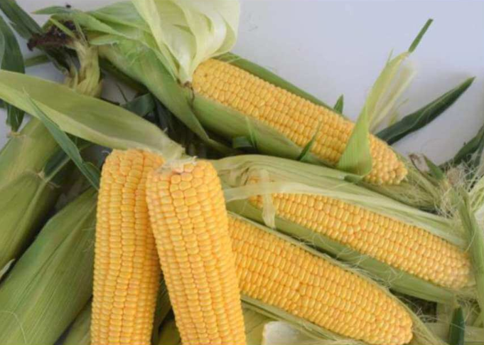 Khan F1 Sweetcorn - Heirloom Vegetable - 10 Seeds