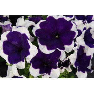 Petunia Limbo Gp Blue Picotee - 10 seeds