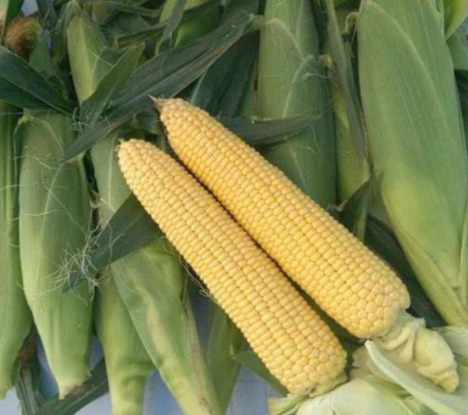 Mirza F1 Sweetcorn - Heirloom Vegetable - 10 Seeds