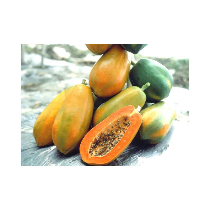 Papaya - Red Lady - Pawpaw - Carica Papaya - Tropical Fruit - 5 Seeds