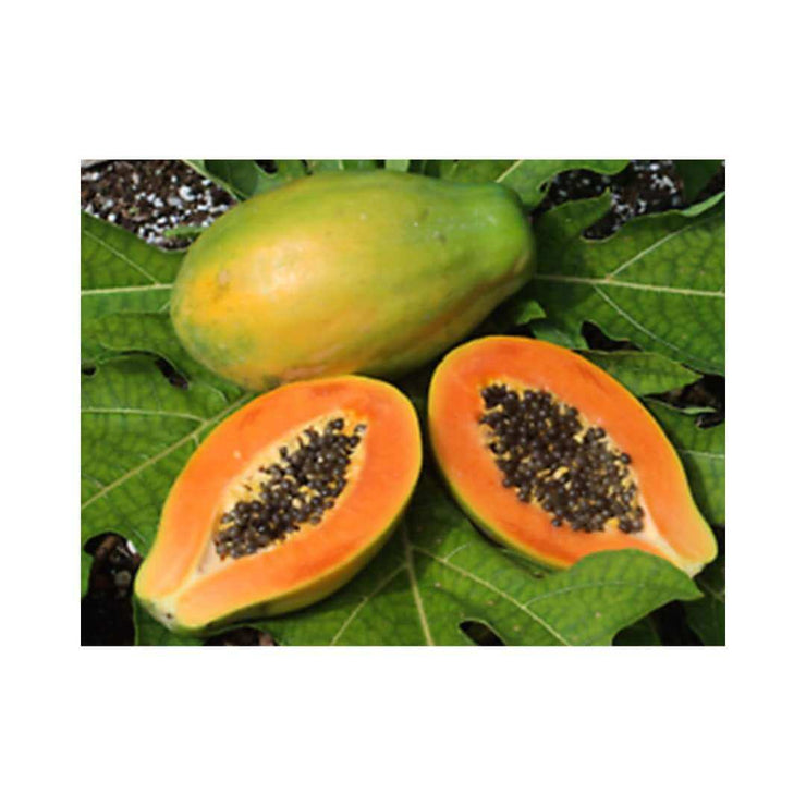 Papaya - Sunrise Solo - Pawpaw - Carica Papaya - Tropical Fruit - 5 Seeds