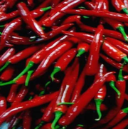 Passion F1 Korean Chilli Pepper - Capsicum Annuum - 10 Seeds