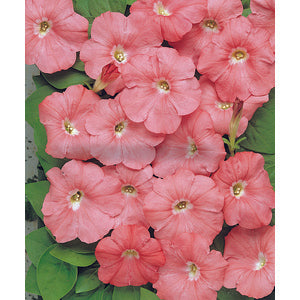 Petunia Carpet Salmon - 10 seeds