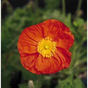 Poppy Champagne Bubbles Orange - 10 seeds