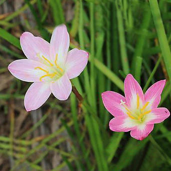 Zephyranthes mixed- Flower Bulbs (Not Seeds) - 30 bulbs