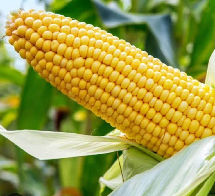 Sahara Yellow Maize - Mealies - Open Pollinated - Zea Mays - Vegetable - 25 Seeds