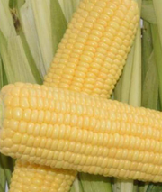 Sherbet F1 Sweetcorn - Heirloom Vegetable - 10 Seeds