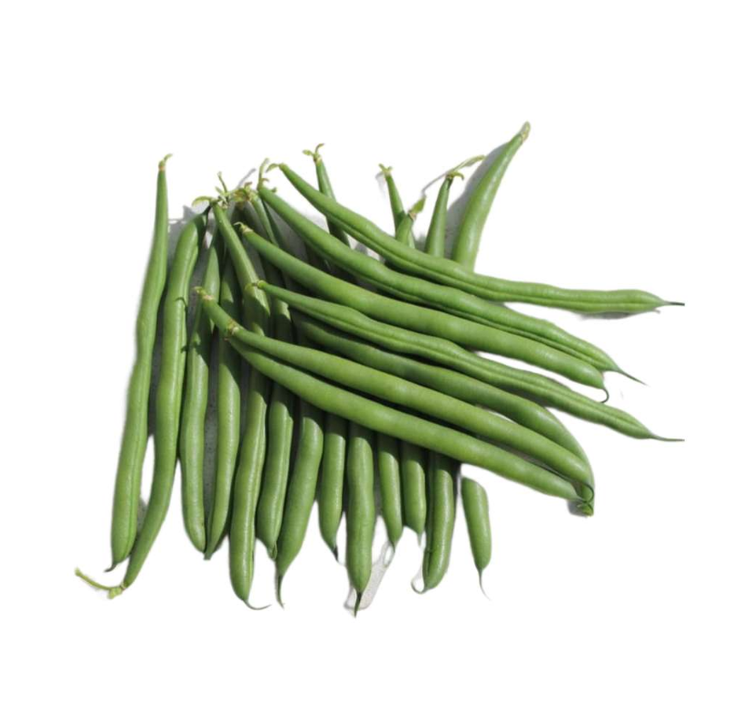 Tahoe Bush Beans - Phaseolus Vulgaris - 10 Seeds