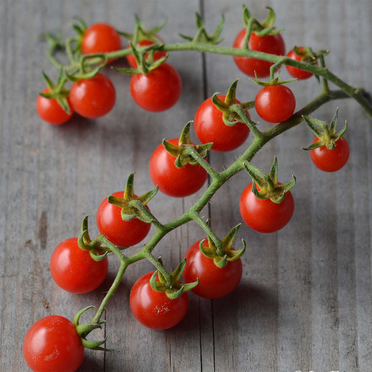 Barbaniaka Red Cherry Tomato - ORGANIC - Heirloom Vegetable - 25 Seeds