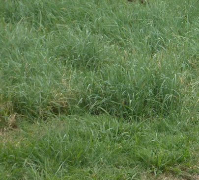 Buffalo Grass Molopo - Cenchrus ciliaris - Blue Buffalo Grass