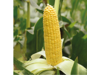 Caramelo F1 Sweetcorn - Heirloom Vegetable - 10 Seeds