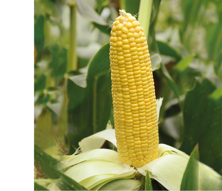 Caramelo F1 Sweetcorn - Heirloom Vegetable - 10 Seeds