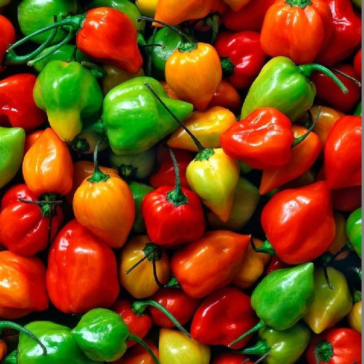 Mixed Habanero Chilli Peppers - ORGANIC - Heirloom Vegetable - 10 Seeds