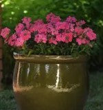 Verbena Quartz Pink Xp - 10 seeds