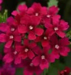 Verbena Quartz Xp Bordeaux - 10 seeds