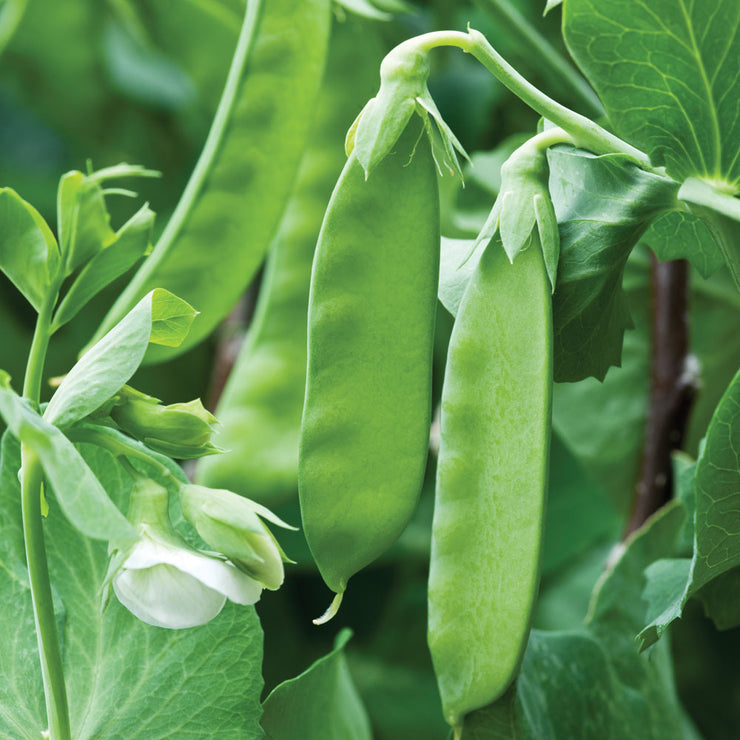 Kennedy Mange Tout Pea - Pisum Sativum - Heirloom Vegetable - 10 Seeds