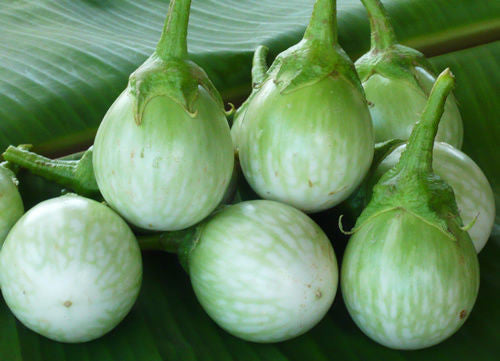 Thai Moon Round Eggplant Seeds | Seeds for Africa