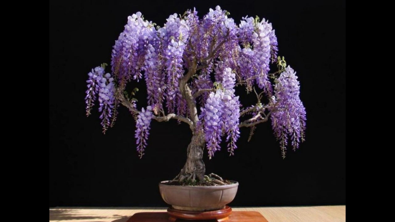 Japanese Wisteria Floribunda Rare Vine Flowering Purple Wood Tree Seed  jocad (10 Seeds)